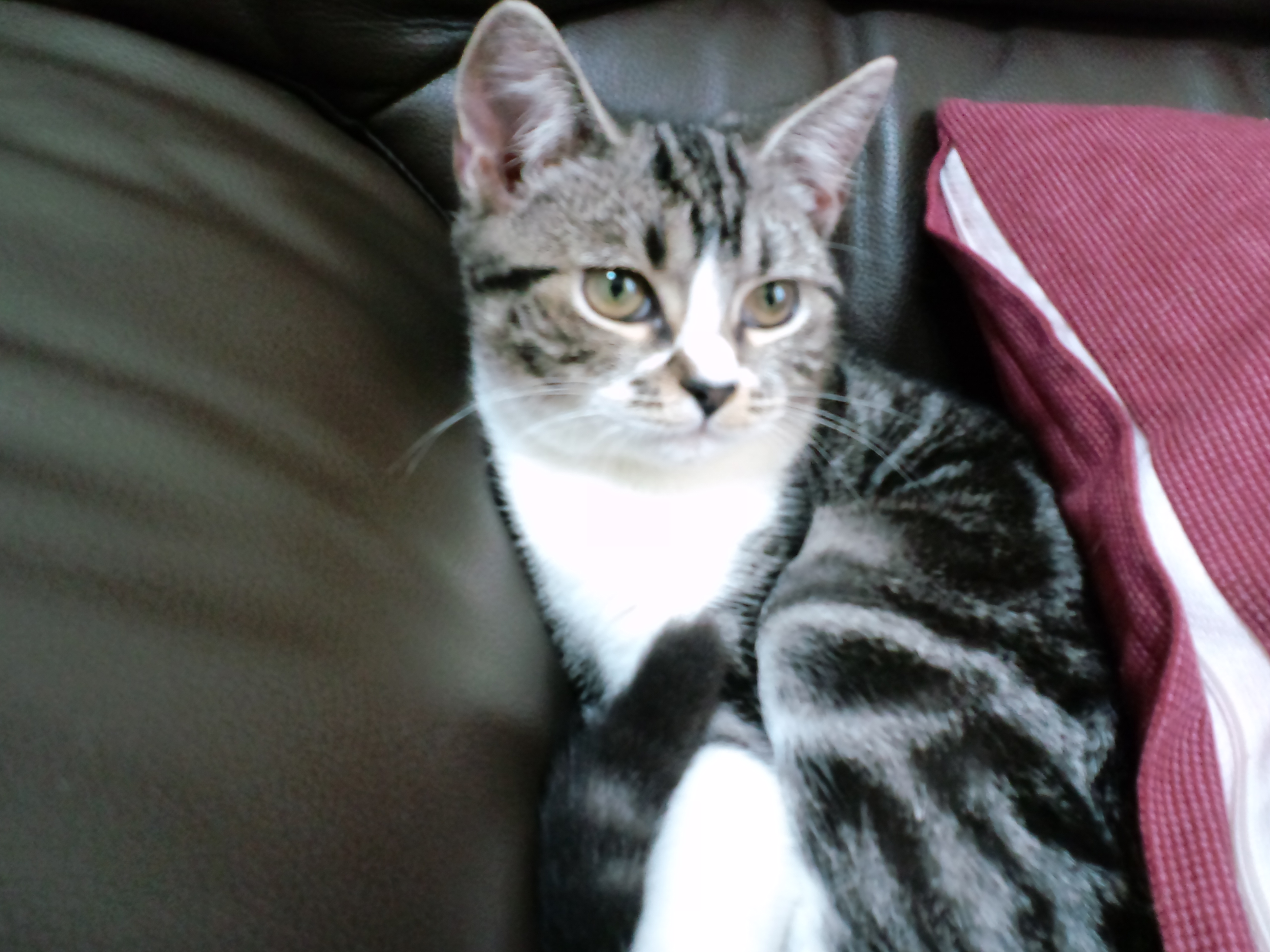 あっちょんぶりけ